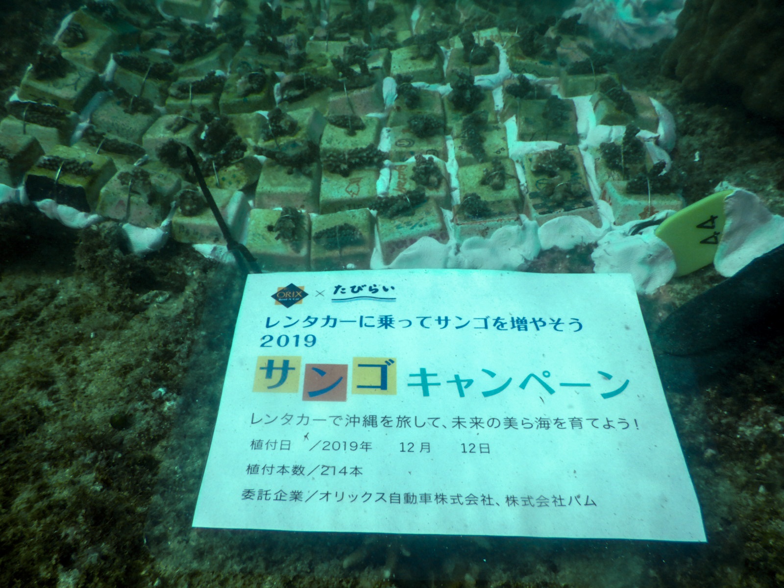 沖縄県浦添市港川の海に 214 本のサンゴを植付 レンタカー利用料金の一部をサンゴ保全活動に ニュース 株式会社 パム
