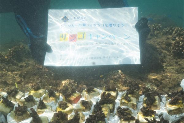 沖縄県浦添市港川の海に66本のサンゴを植付 レンタカー利用料金の一部をサンゴ保全活動に ニュース 株式会社 パム