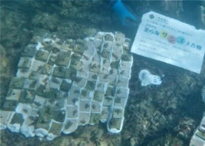 美ら海サンゴ大作戦2025」キャンペーン結果報告 沖縄県浦添市港川の海